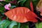 The bright red leaf of Philodendron Prince of Orange, a tropical plant
