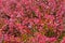 Bright red leaves of of autumn shrubs,barberry.Ð¡lose up.Concept of background design, wallpaper, calendars, decoration
