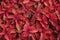 Bright red leaves of perennial plant coleus, plectranthus scutellarioides. Decorative red velvet coleus fairway plants