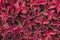 Bright red leaves of perennial plant coleus, plectranthus scutellarioides. Decorative red velvet coleus fairway plants. Background