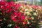 Bright red leaves of photinia at a city street