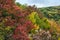 Bright red leaves in soft focus, autumn background