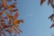 Bright red leaves of a sumha bush against a blue sky background. White stripes from a flying plane