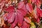 Bright red leaves of Virginia Creeper