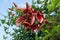 Bright red lush flowers of Erythrina crista-galli Cockspur Coral Tree