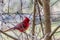 A Bright Red Male Cardinal Bird in a Tree