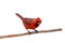 Bright red male cardinal on a branch