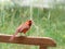 Bright Red Male Northern Cardinal Perched on the Arm of a Wooden Garden Bench