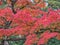 Bright red maple leaves in Kanazawa, Japan, taken in autumn
