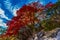 Bright Red Maple Tree at Lost Maples State Park, Texas