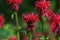 Bright red Monarda didyma flowers in green summer garden