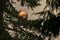 Bright red moon glowing behind dark green pine tree