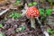 Bright red mushroom fly agaric in the forest