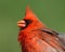 Bright red Northern Cardinal