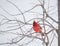 Bright red Northern Cardinal bird resting on a bra