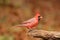 A bright red northern cardinal perching on a branch in Fall