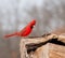 Bright red Northern Cardinal searching for food