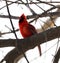 Bright red northern cardinal singing bird male colorful