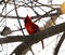 Bright red northern cardinal singing bird male colorful