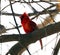 Bright red northern cardinal singing bird male colorful