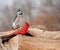 Bright red Northern Cardinal sitting on a log