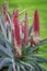Bright Red and Orange Aloe Vera Flowers, Werribee, Victoria, Australia, August 2019