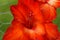 Bright red orange gladiola flower in full bloom