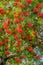 Bright red-orange ripen berries on a branches of a rowan tree, Sorbus aucuparia, at sunny summer day