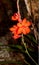 Bright red and orange veldflower