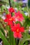 Bright red orchid Burrageara hybrid CRG