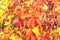 Bright red organge Virginia creeper Parthenocissus quinquefolia leaves in autumn season