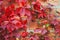 Bright red ornamental grape autumn leaves