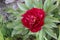 Bright red peony blooms in the garden in summer