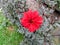 Bright red peony type dahlia