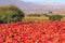 Bright red peppers dried in the intense Argentine sun