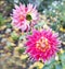 Bright red-pink flower Dahlia in the autumn garden