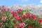 Bright red and pink oleander flowers against the backdrop of tall gray rocks and blue sky