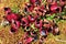 Bright red pitcher plants and green moss in a wetland bog