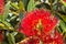 Bright red Pohutukawa tree flowers in bloom