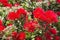 Bright red pohutukawa tree flowers and buds