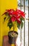 Bright red poinsettia against a yellow wall Oaxaca Mexico