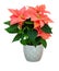 Bright red poinsettia flower in silver flower pot isolated on white background with shadow. Light orange Christmas Flower.