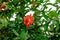 Bright red pomegranate inflorescence among green foliage