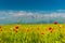 Bright red poppies in the field against the backdrop of high mountains-glaciers, beautiful landscapes of Armenia