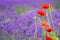 Bright red poppies in foreground, blurred background of lavender flowers. Taken in Sequim Washington on the Olympic Peninsula