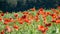 Bright red poppies, fragments of poppy petals on a blurred background