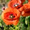 Bright red poppies, fragments of poppy petals on a blurred background