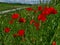 Bright red poppies grow freely