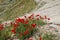 Bright red poppies grow among the Greek stone ruins