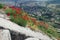 Bright red poppies grow among the Greek stone ruins